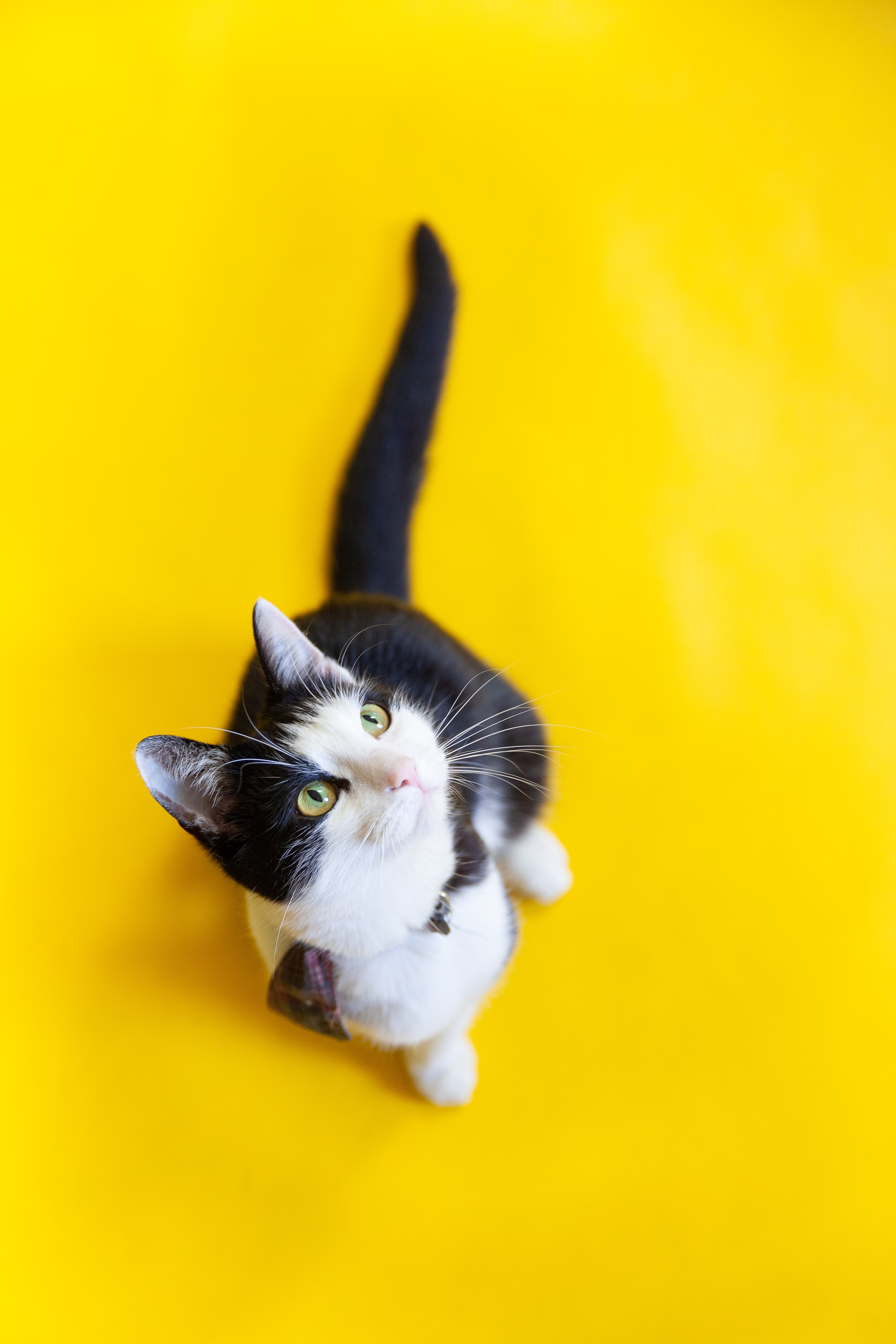 Black and white colored cat looking up to Pet Care Medical