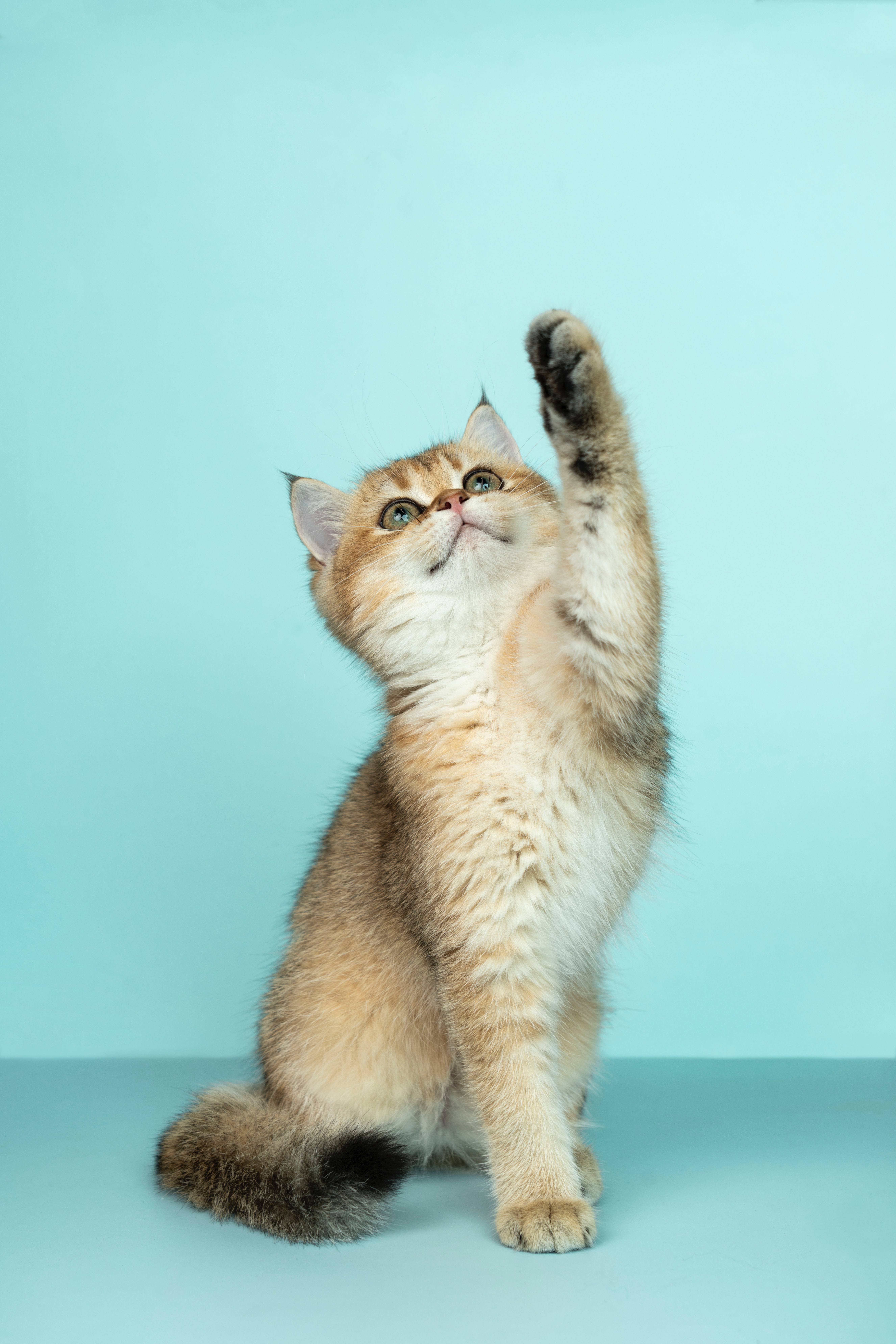 Gray small cat on a blue background reaching for Pet Care Medical