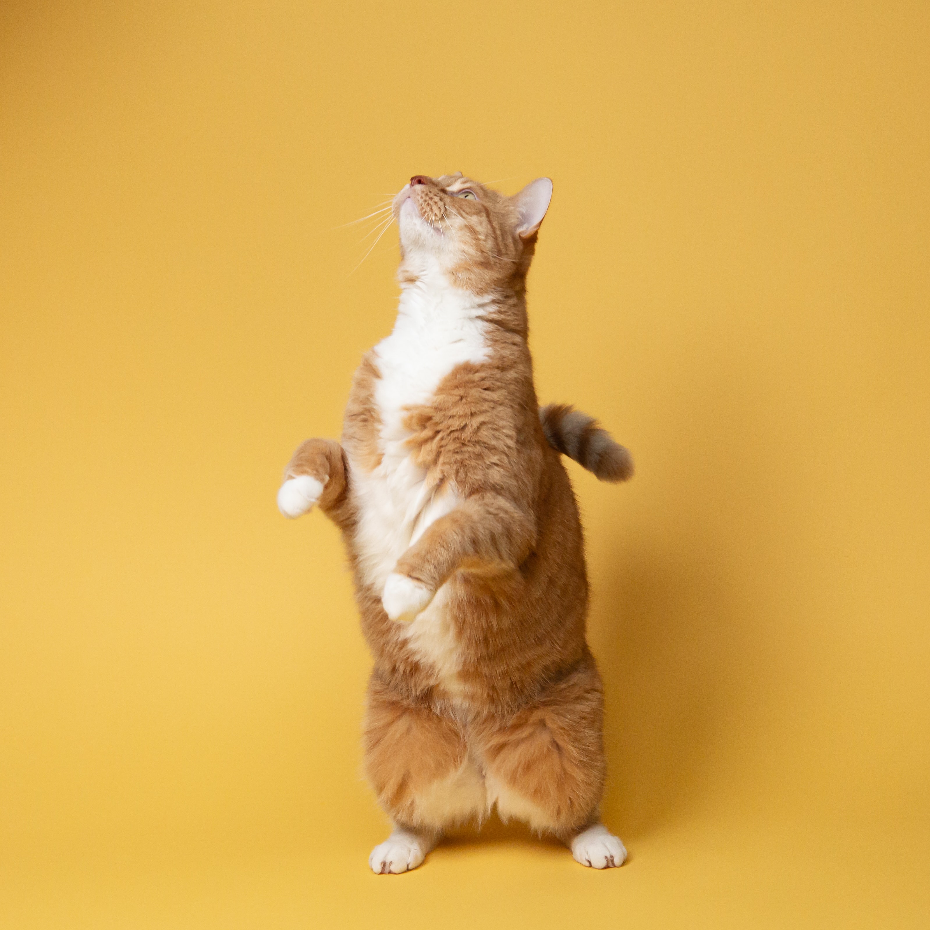 Ginger cat standing on two legs on a gold background looking at Pet Care Medical