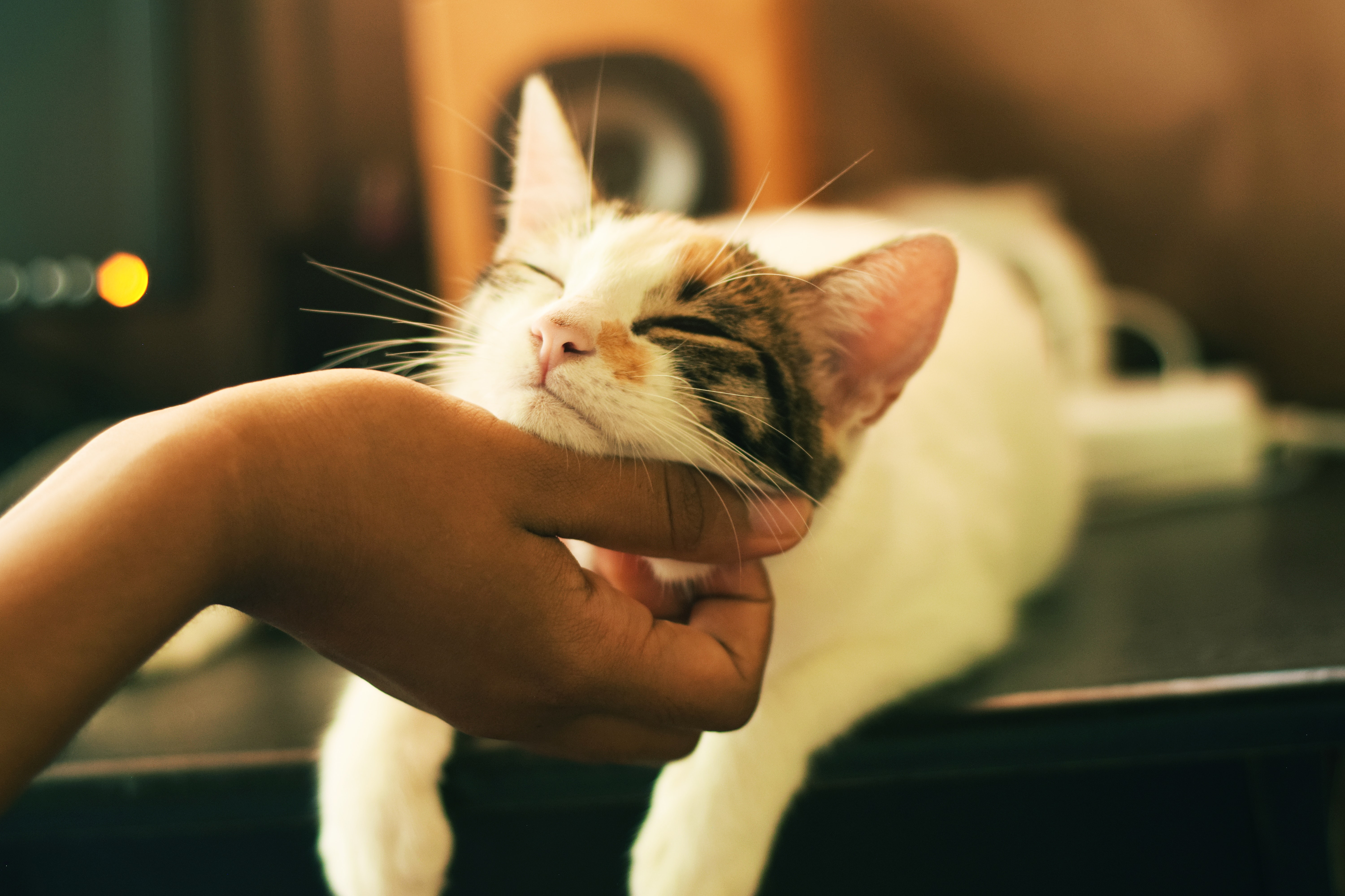 A Hand scratching a cat's jaw and the cat is feeling it hitting the spot